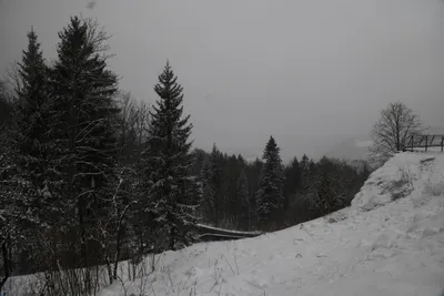 DSC_7074 (Large).JPG